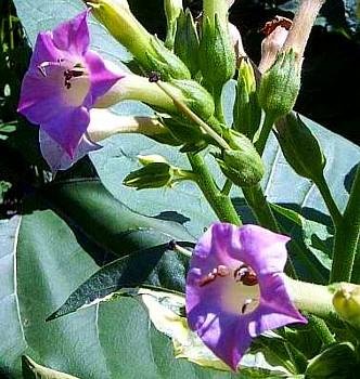 Giant Variegated Tobacco Plant 50 Seeds-RARE-Nicotiana Giant Variegated Tobacco Plant 50 Seeds-RARE-Nicotiana