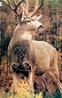Martin Archery Game Targets MAT-1D each - Mule Deer