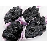 【予約】長野産 種無しで皮ごと食べられる！”ナガノパープル” 約2kg 3～5房 秀品（9月～10月の発送予定）（冷蔵便）