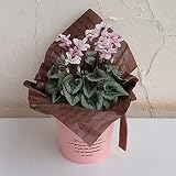 シクラメンフェアリーピコ・ライトピンク4号鉢植え／ブリキバケツ（ピンク）
