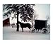 Amish Horse and Buggy in Winter