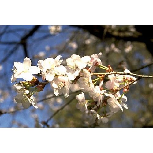 Amazon.com : ‘Little Twist’ Flowering Cherry Tree - Prunus - Hardy
