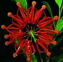 Tropica - Australischer Feuerradbaum (Stenocarpus sinuatis) - 20 Samen