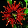 Tropica - Australischer Feuerradbaum (Stenocarpus sinuatis) - 20 Samen