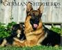 Just German Shepherds