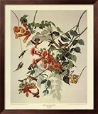 Ruby-Throated Hummingbird Framed Art Poster Print by John James Audubon, 25x30