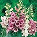 Foxglove - Digitalis Foxy - 1000 seeds Dwarf mix