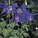 Close-Up of Colorado Blue Columbine Flowers (Aquilegia Caerulea) Photographic Poster Print by A. Moreschi, 16x16