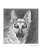 German Shepherd Animals Giclee Poster Print by Evelyn Morris Hecht, 16x20