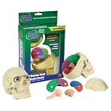 Wild Republic Science 3D Human Skull Brains ~ Wild Republic