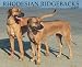 Rhodesian Ridgebacks 2007 Calendar