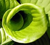 Fried Bananas Hosta - Potted -Fastest Growing Gold Type