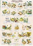 Frogs and Toads Poster(#42)