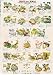 Frogs and Toads Poster (#42)
