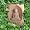 Buddha Cast Stone Garden Plaque - Indoor/Outdoor