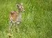Wallmonkeys Peel and Stick Wall Decals - Young Deer in the Grass - Removable Graphic