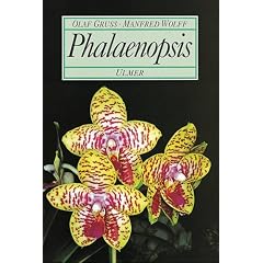 Phalaenopsis