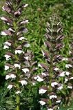 Review Crocus  / Acanthus spinosus