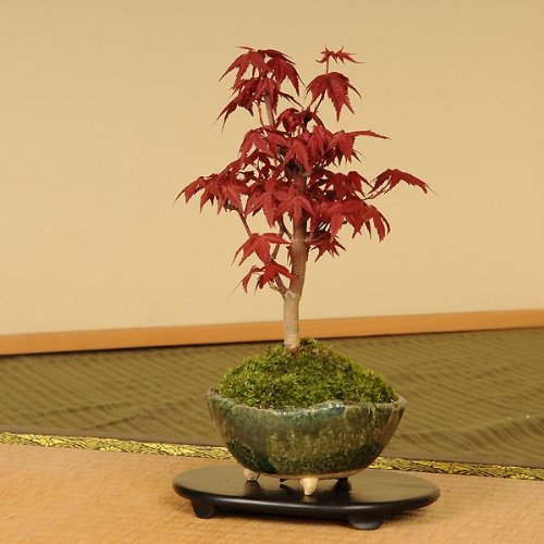 小品盆栽：出猩々もみじ(信楽焼鉢)