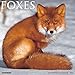 Foxes 2017 Wall Calendar