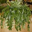 LARGE Tropical Mix Ledge Garden