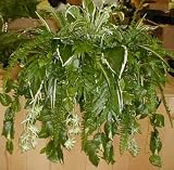 Review Silk Plants Plus  / LARGE Tropical Mix Ledge Garden