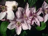 1 Clematis Hagley Hybrid (Pink Chiffon) Vine - SALE*