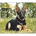 For the Love of German Shepherds 2009 Deluxe Wall Calendar