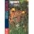 African Safari (Discovery Travel Adventures)