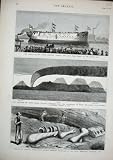 1878 SHIP CORVETTE COMUS MOUNT HECLA VOLCANO COLORADO