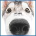 Artlist Collection the Dog 2005 Calendar Siberian Husky (Multilingual Edition)