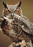 National Geographic by New Creative - Great Horned Owl Garden Impressions Flag