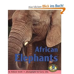 African Elephants (Early Bird Nature)