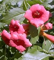 2 Flamenco Red Trumpet Vine Plants - SALE*