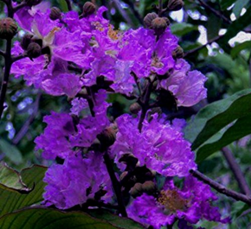 Purple Velvet Crape Myrtle - Dwarf / Mature Size 4-5' - (Size at Shipping / 1-3 Foot Tall) Purple Velvet Crape Myrtle - Dwarf / Mature Size 4-5' - (Size at Shipping / 1-3 Foot Tall)
