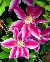 1 Potted Clematis Dr.Ruppel Vine - SALE*