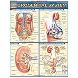 urogenital system quickstudy academic