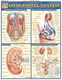 Urogenital System (Quickstudy: Academic)