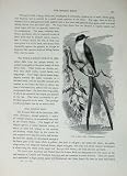 Cassell'S Birds C1870 Scissor Bird Milvulus Tyrannus