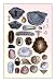 Shells: Monomyaria, Pteropoda, and Gasteropoda 20x30 poster