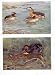 Colored Drawing Birds Grebe Rednecked Black Necked Slavonian Little Dabchick Eggs