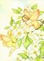 Fairies Notebook (Decorative Notebooks)