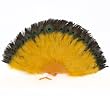 Gold Marabou Feather Fan with Peacock Tips