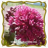 Purple Milkweed (Asclepias purpurascens) Jumbo Wildflower Seed Packet  25 Seeds