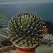 Close-Up of a Queen Victoria's Agave Plant (Agave Victoriae-Reginae) Photographic Poster Print by A. Moreschi, 16x16