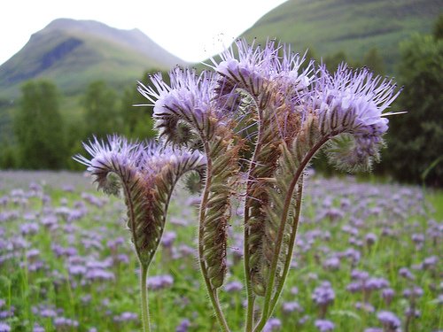 *RARE* TALL FERNLEAF FIDDLENECK *20 seeds* RARE* E~Z Grow*Showy*Exotic #1161-B *RARE* TALL FERNLEAF FIDDLENECK *20 seeds* RARE* E~Z Grow*Showy*Exotic #1161-B
