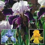Iris bearded Purple white/Yellow/Blue