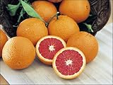 Dwarf Cara Cara Pink Navel Orange Tree- 2 to 3 Year Old Tree