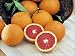 Dwarf Cara Cara Pink Navel Orange Tree- 2 to 3 Year Old Tree