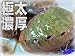 濃厚な味わい「アカネ鮑1.2kg」肉厚・お刺身用